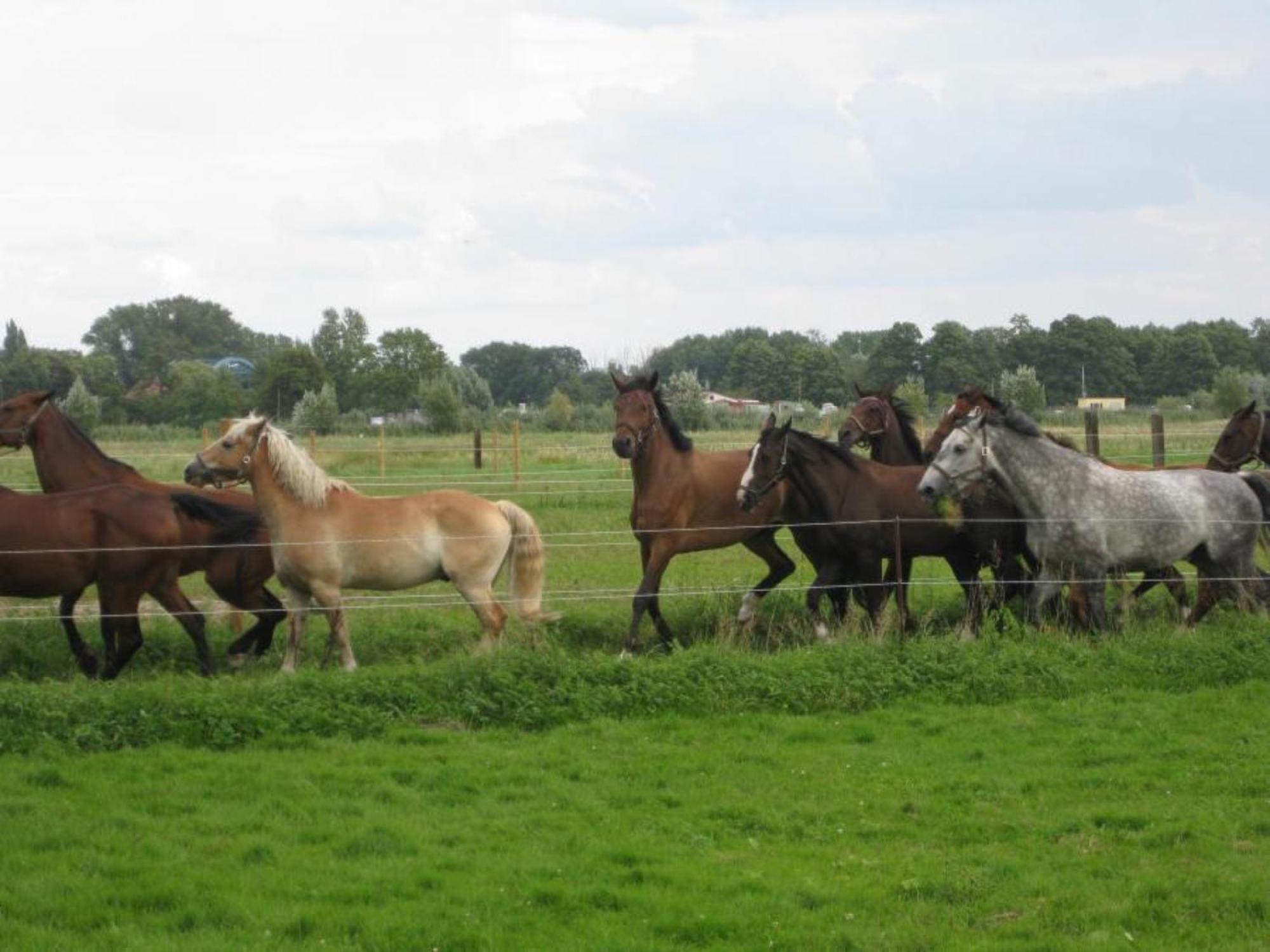Ferienwohnungen Luisenhof Paretz Buitenkant foto