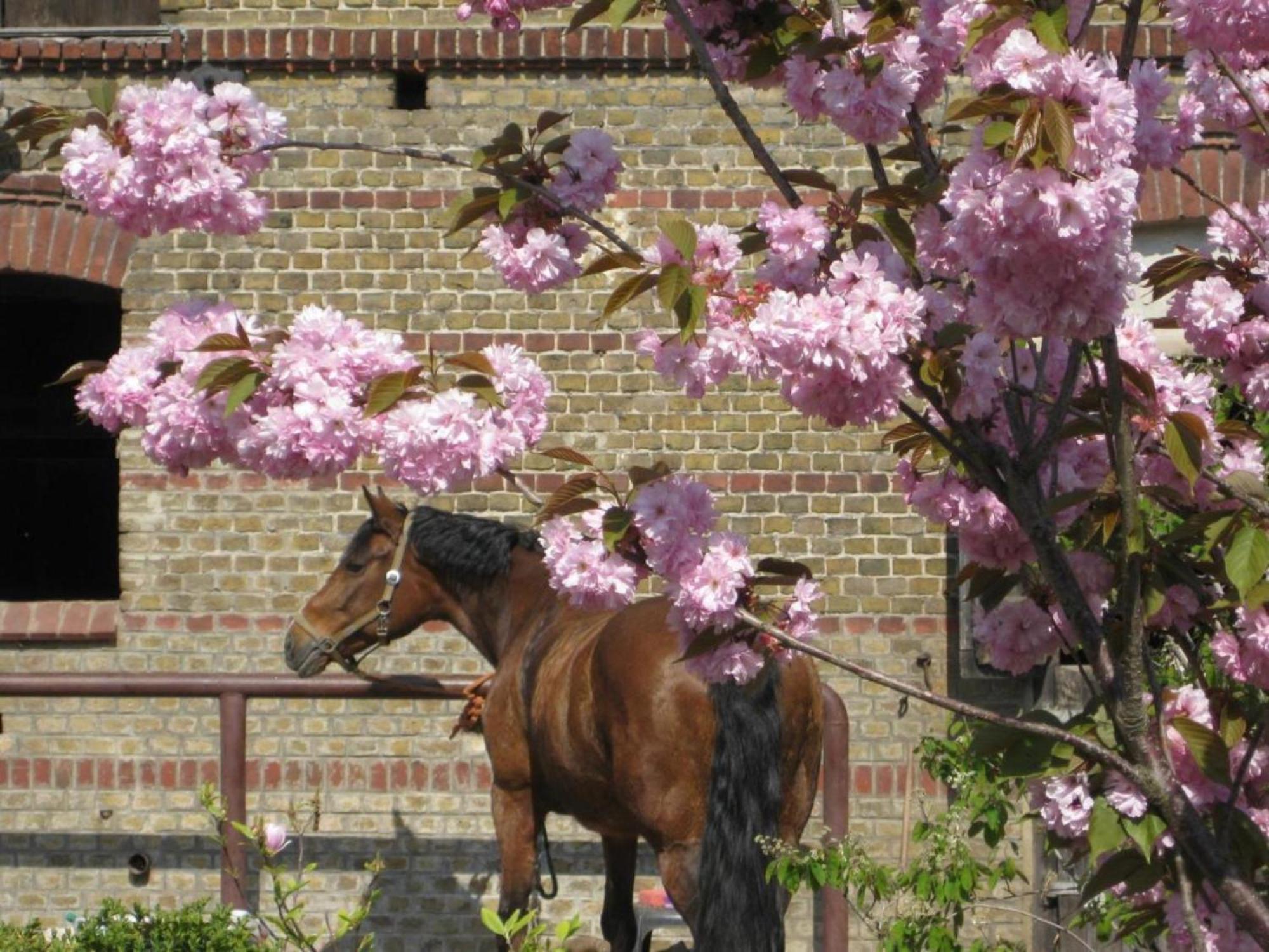 Ferienwohnungen Luisenhof Paretz Buitenkant foto